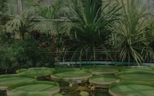 Grădina Botanică din Cluj, locul cu peste 10.000 de specii de plante